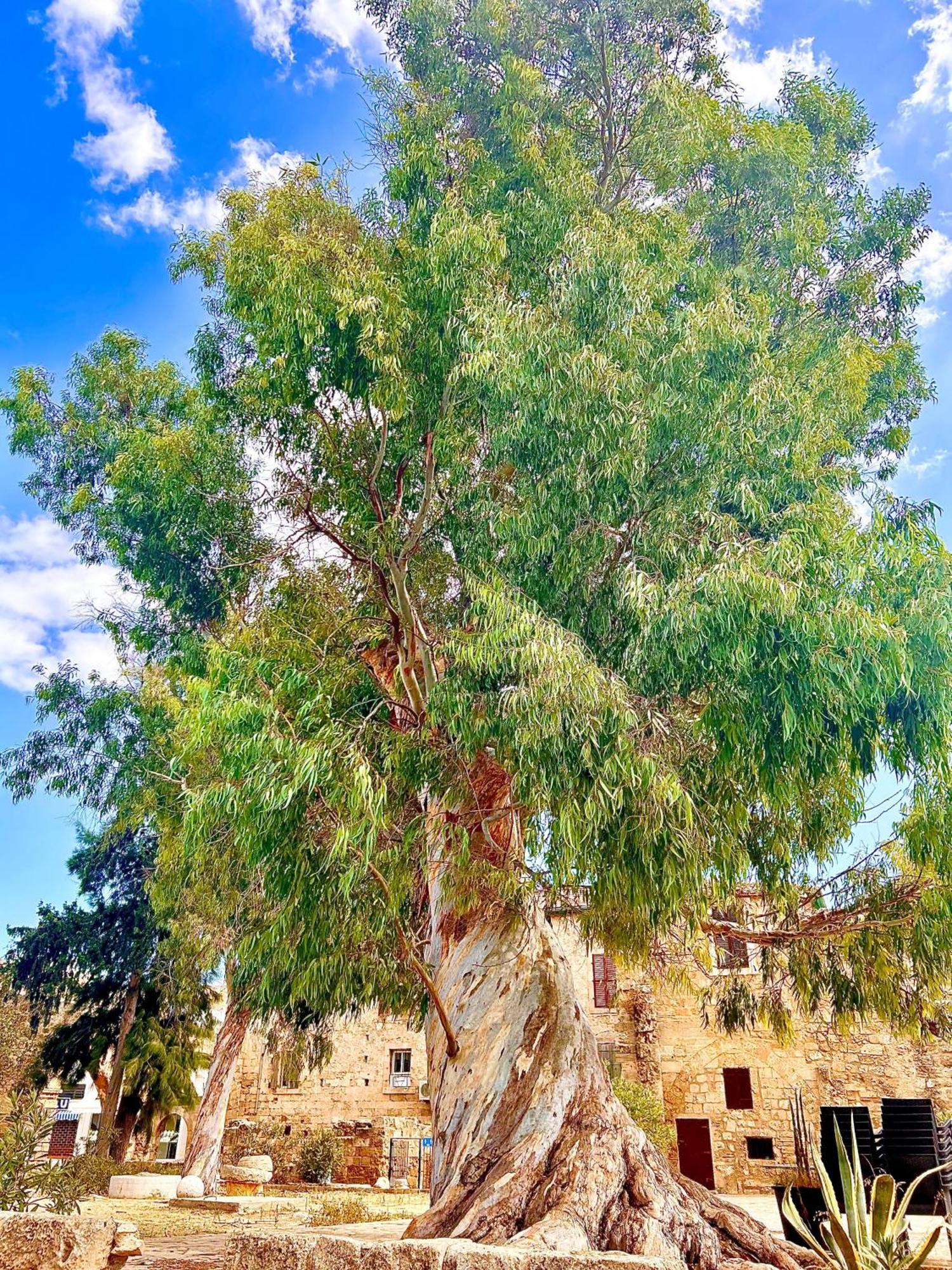Royal Goddess Guest House, Walled City Αμμόχωστος Εξωτερικό φωτογραφία